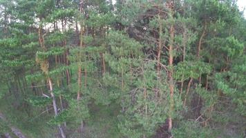 mystisk höst berg landskap . flygande över de bergen i de dimma, bland de enorm granar. soluppgång ljus strömning genom de dis. video