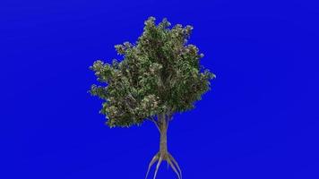 Tree fruit animation loop - tung tree, tung oil tree, tungoil tree, kalo nut tree, china wood oil tree - vernicia fordii - green screen chroma key - 1a video