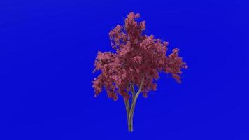 boom bloem animatie lus - trompet boom, redbud, Texas redbud, oostelijk redbud - ercis canadensis - groen scherm chroma sleutel - rood - 2a video