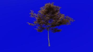 Tree animation loop - japanese maple, fullmoon maple, downy japanese maple - acer japonicum - green screen chroma key - v2 - medium 1a - autumn fall video
