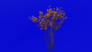 árbol animación lazo - madera de especias, arbusto de especias, Benjamín arbusto - linda - verde pantalla croma llave - 3b - otoño otoño video