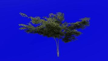 Tree animation loop - japanese maple, fullmoon maple, downy japanese maple - acer japonicum - green screen chroma key - v2 - small 1c - summer spring video