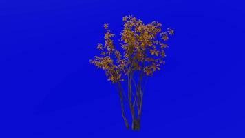 Tree animation loop - spicewood, spicebush, benjamin bush - lindera - green screen chroma key - 3c - autumn fall video