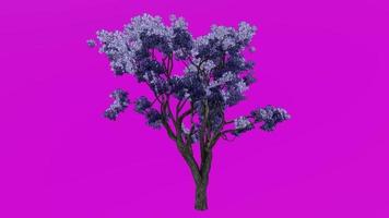 boom bloem animatie lus - jacaranda boom - nupur - varen boom - jacaranda mimosifolia - groen scherm chroma sleutel - blauw - 1a video