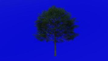 Tree fruit animation loop - oak tree, turkey oak, austrian oak - quercus cerris - green screen chroma key - big 2a - summer spring video