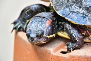 linda pintado Tortuga foto