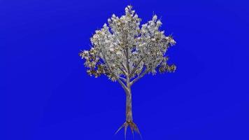 träd frukt animering slinga - hognut - bullnut - spottnöt hickory - carya tomentosa - grön skärm krom nyckel - 1a - vinter- snö video