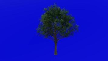árvore animação ciclo - PIN carvalho, pântano espanhol carvalho - quercus Palustris - verde tela croma chave - ampla - 1a - verão Primavera video