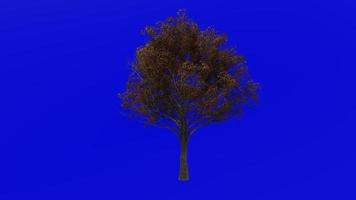 Tree animation loop - pin oak, swamp spanish oak - quercus palustris - green screen chroma key - large - 1a - autumn fall video