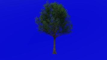 Tree animation loop - pin oak, swamp spanish oak - quercus palustris - green screen chroma key - big - 1a - summer spring video