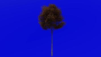 Tree animation loop - pin oak, swamp spanish oak - quercus palustris - green screen chroma key - small - 2a - autumn fall video