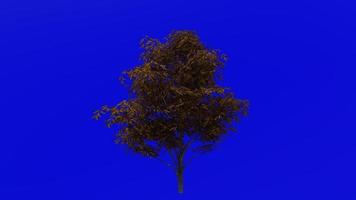 Tree animation loop - pin oak, swamp spanish oak - quercus palustris - green screen chroma key - small - 3a - autumn fall video