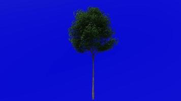 Tree animation loop - pin oak, swamp spanish oak - quercus palustris - green screen chroma key - small - 2a - summer spring video