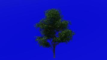 Tree animation loop - pin oak, swamp spanish oak - quercus palustris - green screen chroma key - small - 3b - summer spring video