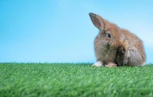 Furry and fluffy cute Black rabbit is sitting and cleaning back leg on green grass and blue background. Concept of rodent pet and easter. photo