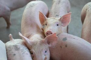 grupo de cerdos que se ven saludables en la granja local de cerdos asean en el ganado. el concepto de agricultura estandarizada y limpia sin enfermedades o condiciones locales que afecten el crecimiento o la fecundidad de los cerdos