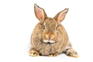 las orejas erguidas de conejo marrón rojo, peludas y esponjosas, están sentadas en la cámara, aisladas en fondo blanco. concepto de mascota roedor y pascua. foto