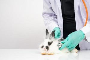 los veterinarios usan estetoscopio para revisar el corazón y el pulmón de conejo esponjoso en las clínicas. concepto de sanidad animal con un profesional en un hospital foto