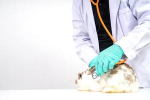 los veterinarios usan estetoscopio para revisar el corazón y el pulmón de conejo esponjoso en las clínicas. concepto de sanidad animal con un profesional en un hospital foto