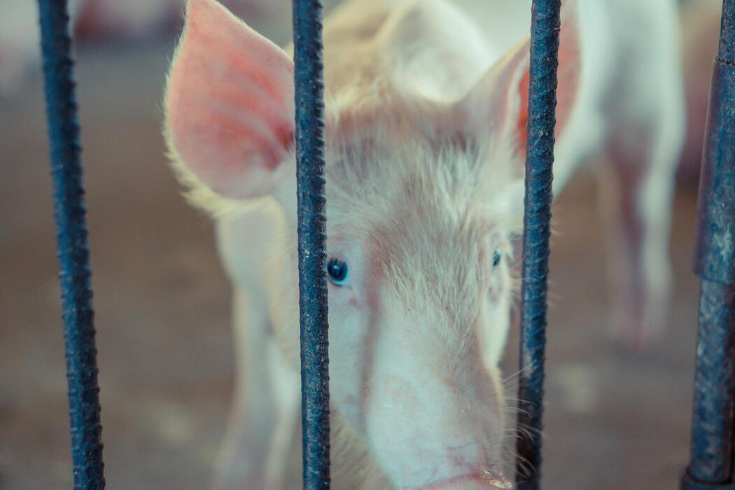 Factory Farming Stock Photos, Images and Backgrounds for Free Download