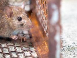 rata es atrapado en un trampa jaula o trampa. el sucio rata tiene contagio el enfermedad a humanos tal como leptospirosis, plaga. casas y viviendas debería no tener ratones. jaula atrapando controlar un rata foto