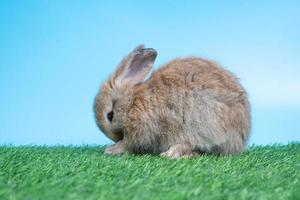 peludo y mullido linda negro Conejo es sentado en verde césped y azul antecedentes. concepto de roedor mascota y Pascua de Resurrección. foto