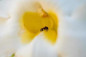 pequeño abeja tomar néctar en el blanco flor, cuando primavera temporada en el jardín. el foto es adecuado a utilizar para animal salvaje vida fondo, primavera póster y naturaleza contenido medios de comunicación.