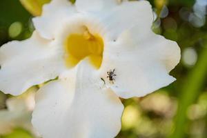 Little bee take nectar on the white flower, when spring season in the garden. The photo is suitable to use for animal wild life background, spring poster and nature content media.