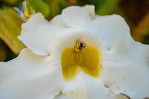 Little bee take nectar on the white flower, when spring season in the garden. The photo is suitable to use for animal wild life background, spring poster and nature content media.