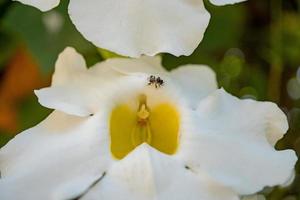 Little bee take nectar on the white flower, when spring season in the garden. The photo is suitable to use for animal wild life background, spring poster and nature content media.