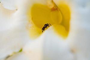 Little bee take nectar on the white flower, when spring season in the garden. The photo is suitable to use for animal wild life background, spring poster and nature content media.