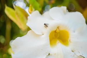 Little bee take nectar on the white flower, when spring season in the garden. The photo is suitable to use for animal wild life background, spring poster and nature content media.