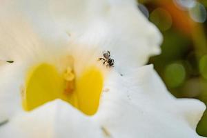 Little bee take nectar on the white flower, when spring season in the garden. The photo is suitable to use for animal wild life background, spring poster and nature content media.