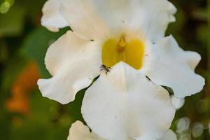 Little bee take nectar on the white flower, when spring season in the garden. The photo is suitable to use for animal wild life background, spring poster and nature content media.