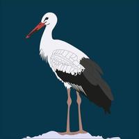 white stork illustration is a large migratory bird. This bird is spread in Europe and the Middle East vector