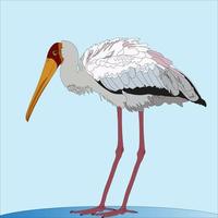 illustration yellow-billed crane is a species of African great stork. This bird is spread in the southern region of the Sahara vector