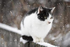 A street cat sits on a branch on a winter day and waits for someone to feed him. photo