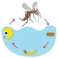 Life Cycle of the Mosquito. vector