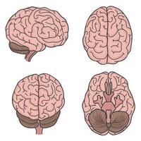 Human brain set. vector