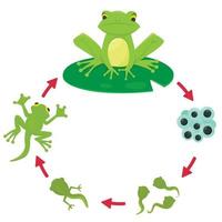 Life Cycle of a Frog. vector