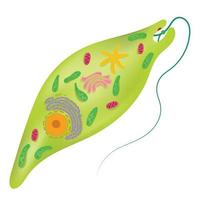 The structure of euglena. vector