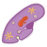 Structure of Paramecium. vector