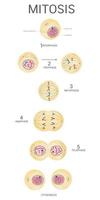 mitosis es un soltero célula divide vector