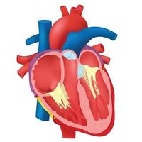 Internal Heart of Human. vector