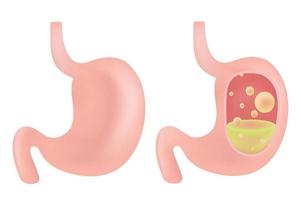 The stomach is a muscular. vector