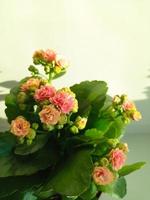 hogar flor kalanchoe foto