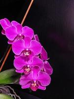 Bright Magenta phalaenopsis flowers photo