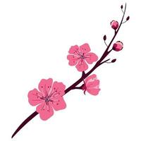 A branch of beautiful spring cherry blossoms vector