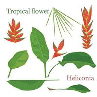 rama tropical heliconia flor hojas. acuarela realista dibujo en plano color estilo. aislado en blanco antecedentes vector