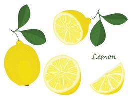 Set of yellow whole and chopped lemon Isolated on white background. Botanical drawing doodle art. Tropical Citrus Fruit pattern. Healthy food frame vector